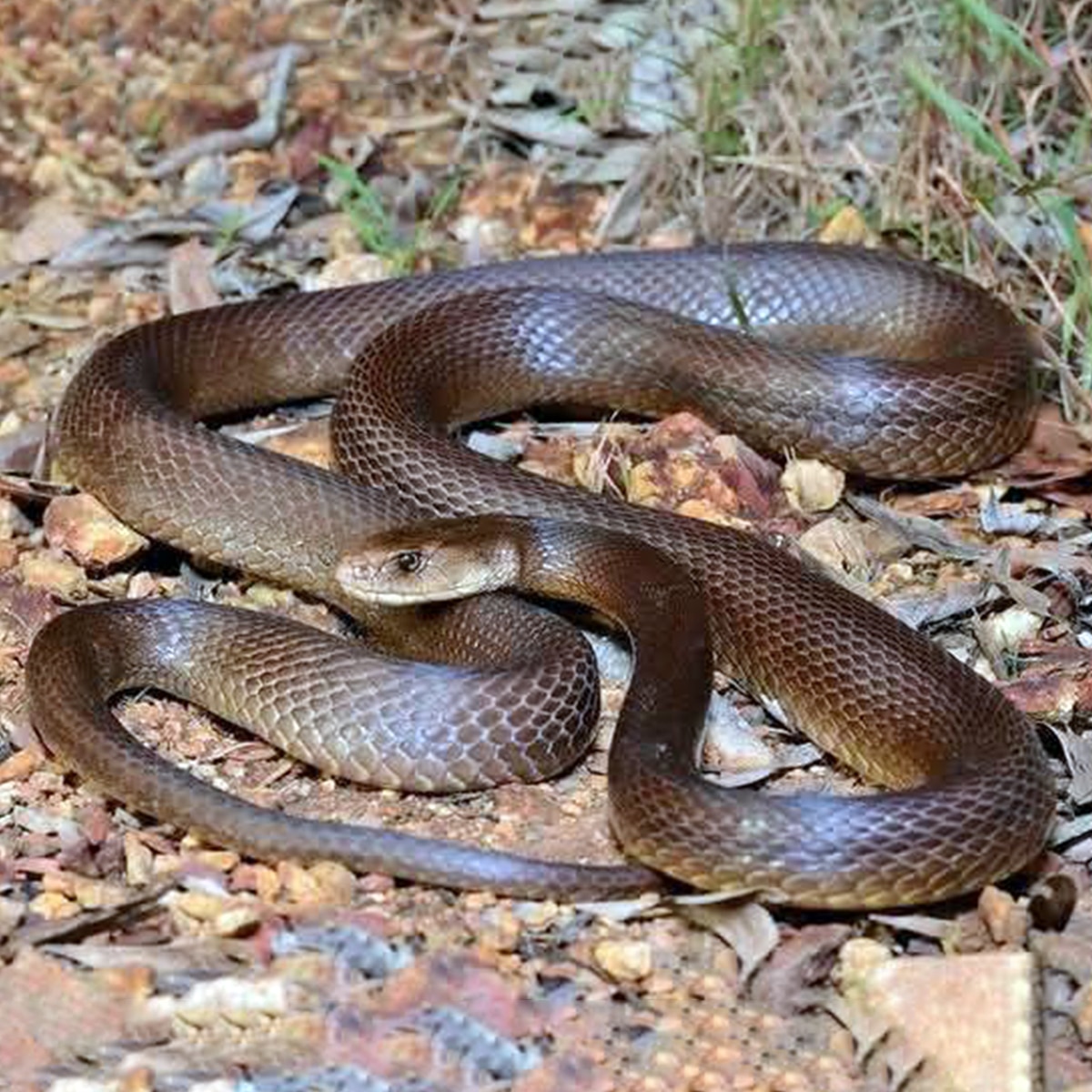 Snake hibernation  Snake hibernation