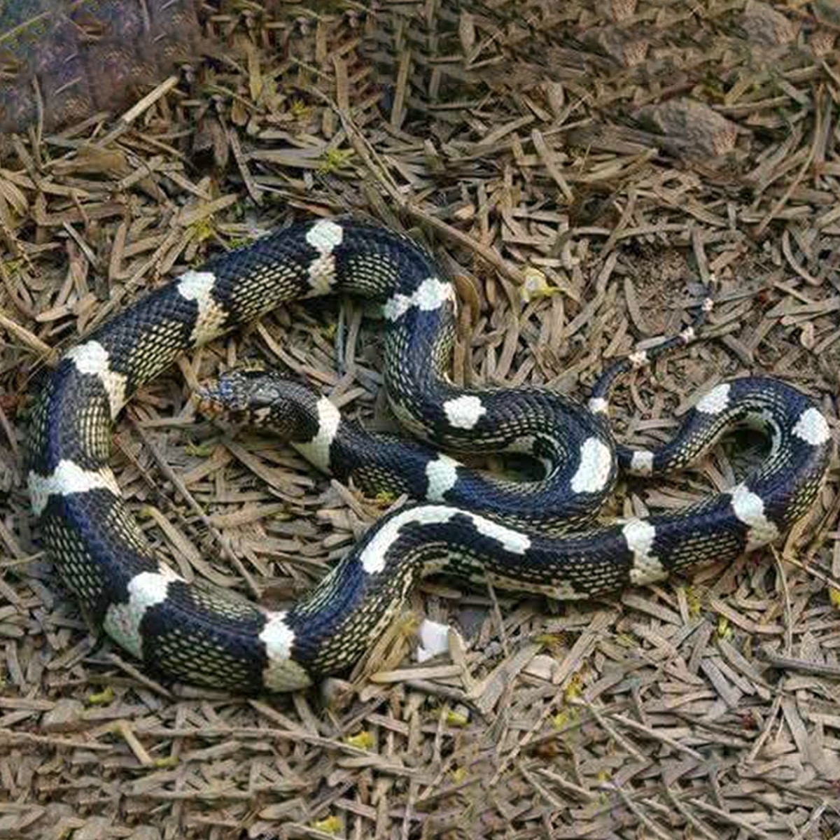 snake facts snake facts