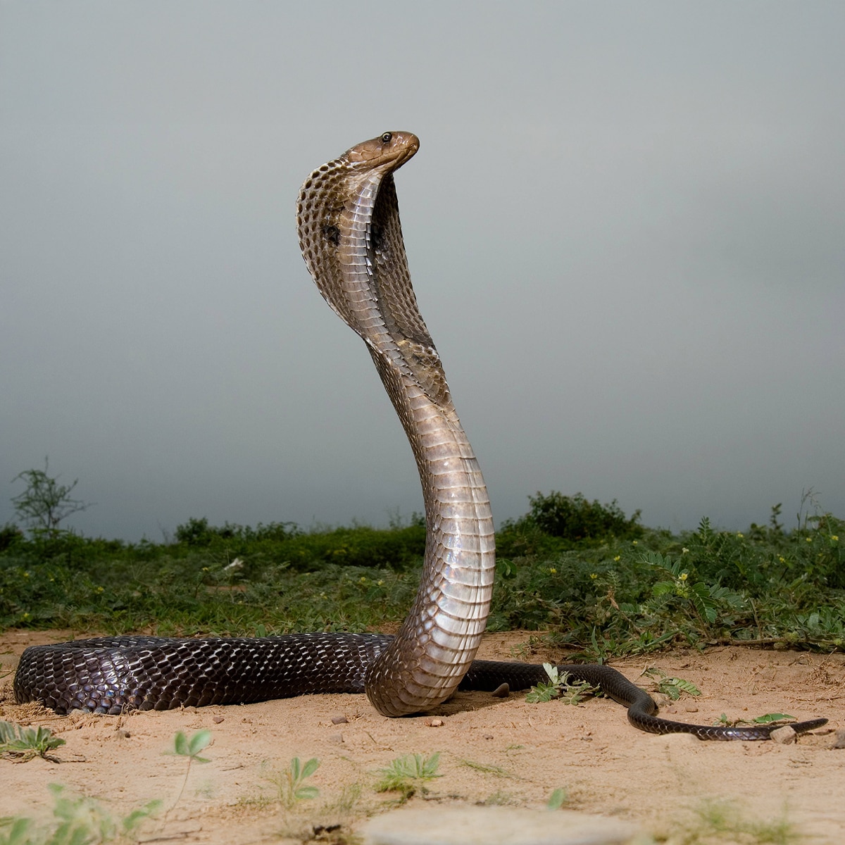 Snakes sleep  Snakes sleep