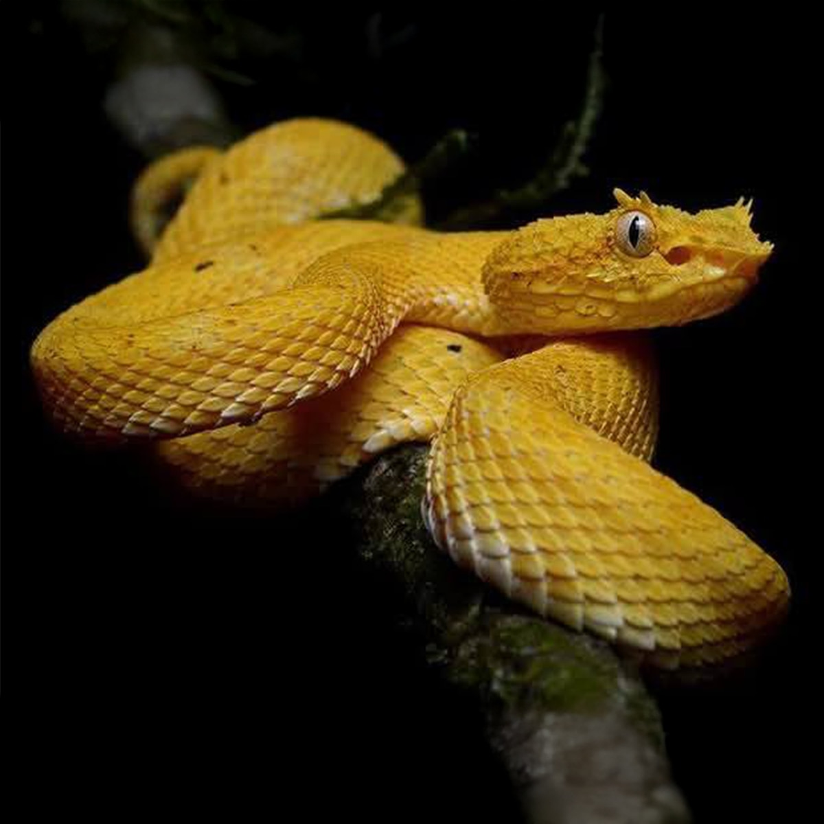 Snakes photos Snakes photos