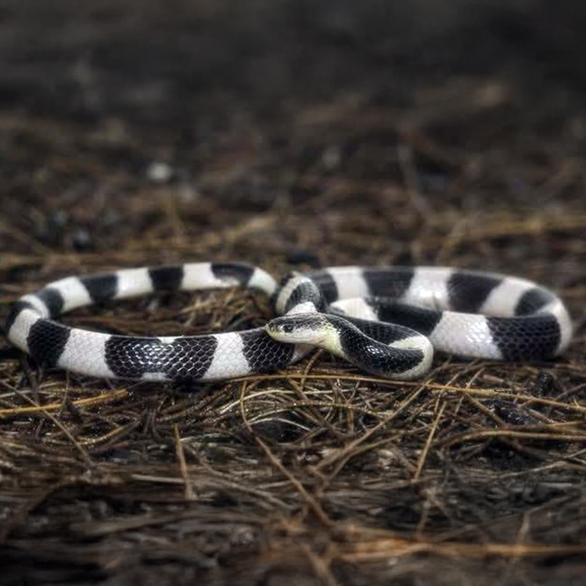 Snake in winter  Snake in winter