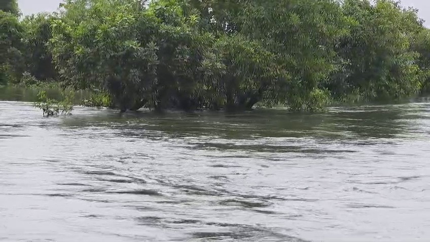 একমাত্র ভরসা