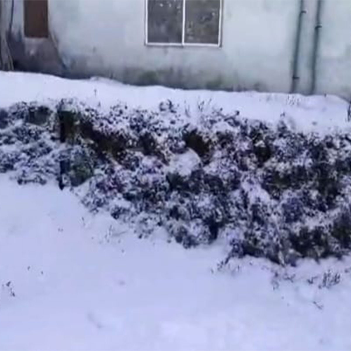 স্নো-ফল