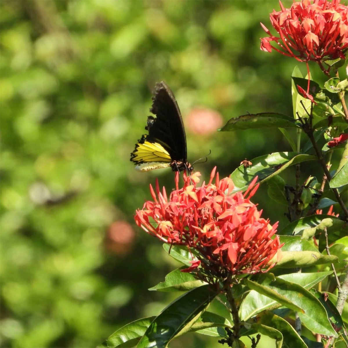 প্রজাপতি পার্ক