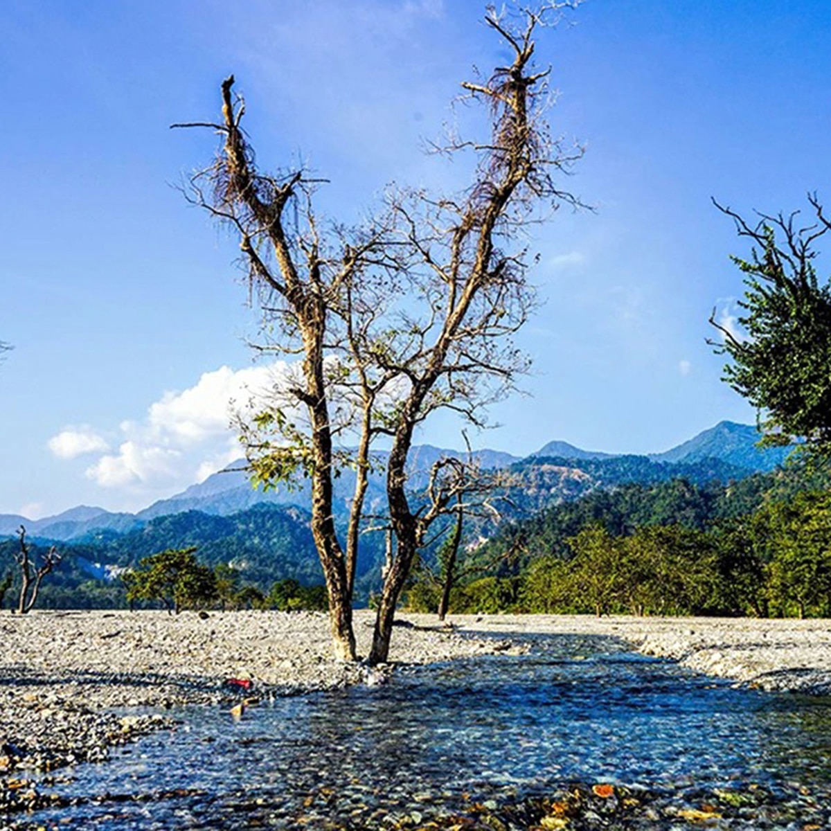 জয়ন্তী অভয়ারণ্য, কোচবিহার জয়ন্তী অভয়ারণ্য, কোচবিহার