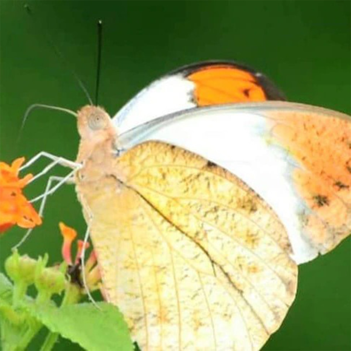 প্রজাপতি পার্ক