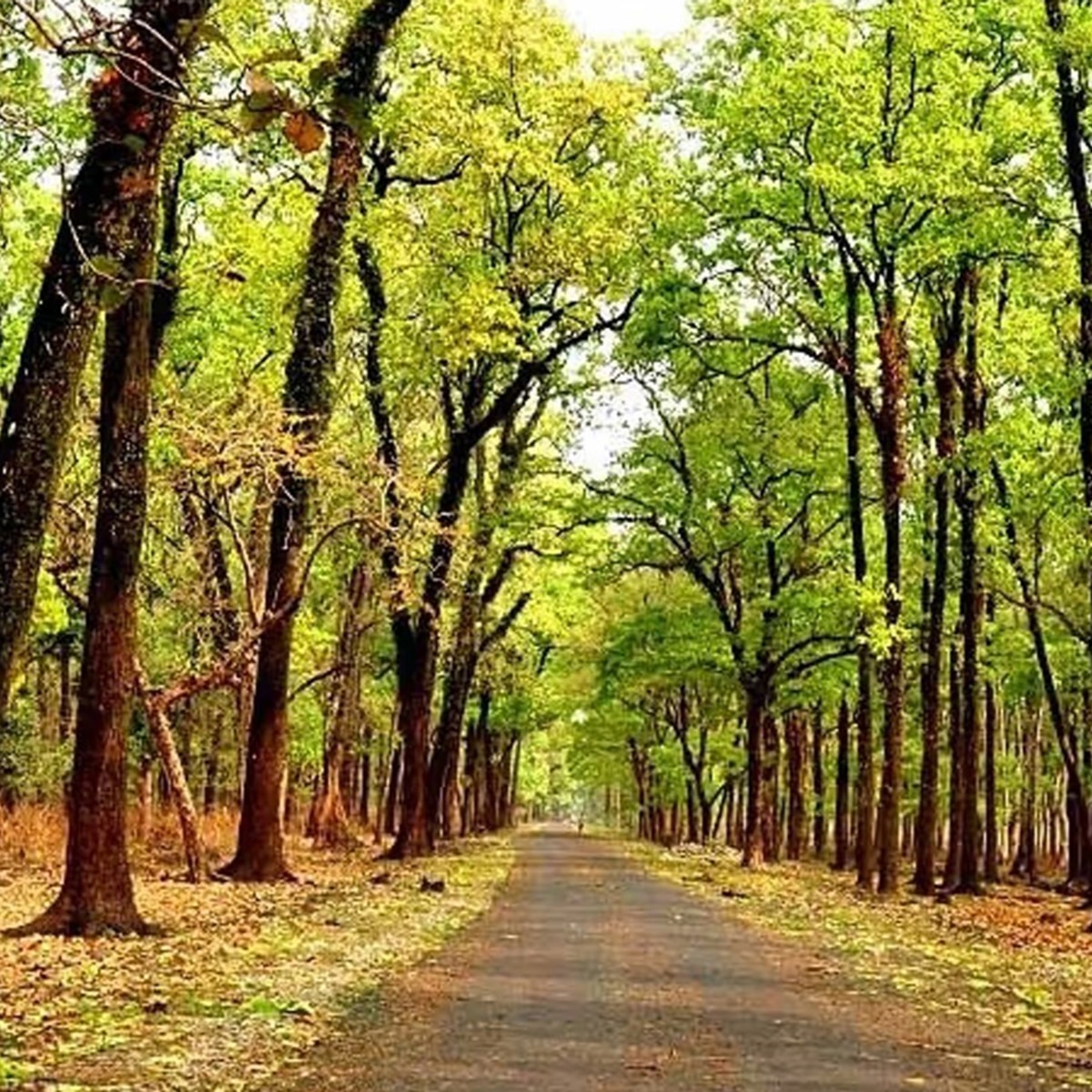 দোগাছি অভয়ারণ্য, বালুরঘাট দোগাছি অভয়ারণ্য, বালুরঘাট