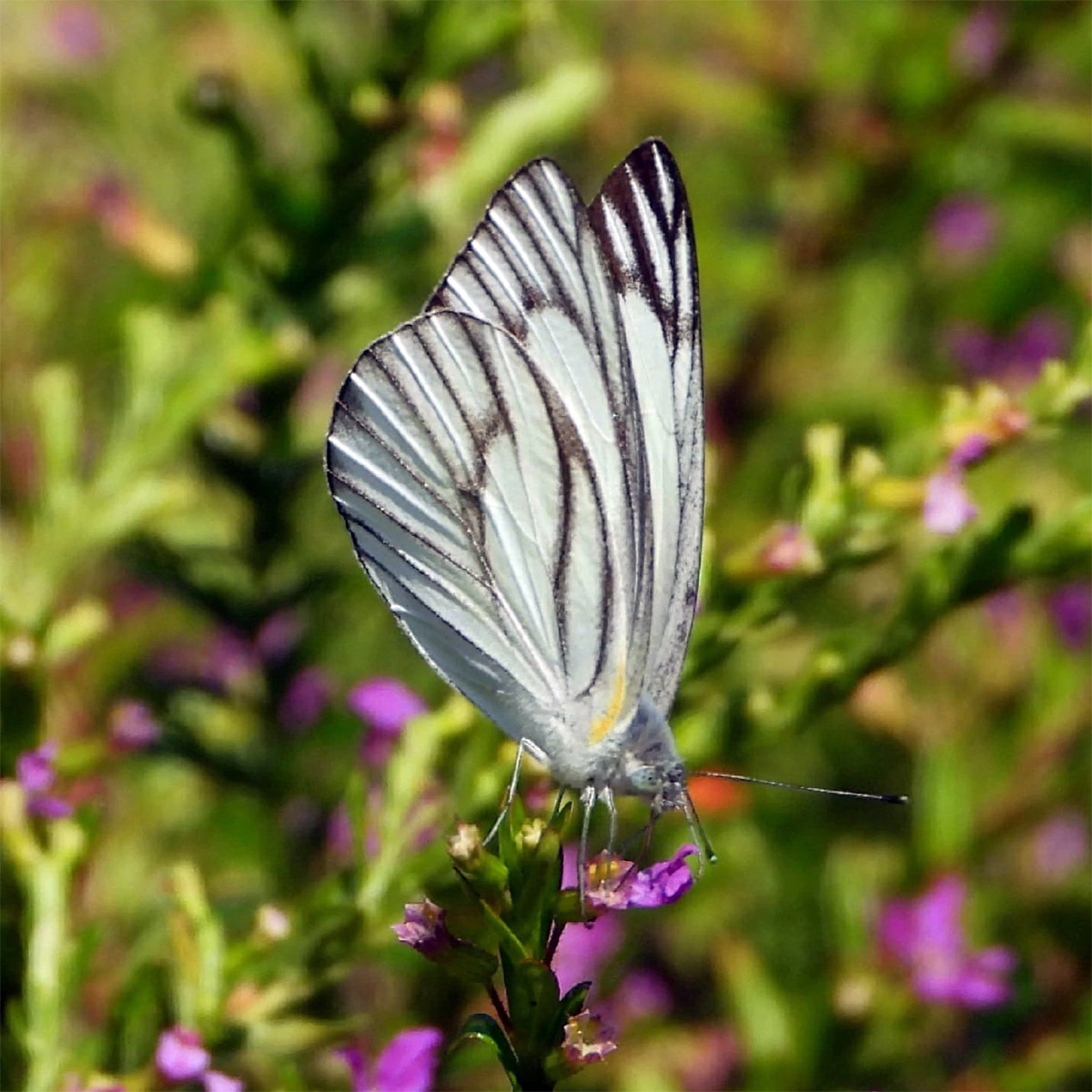 প্রজাপতি পার্ক