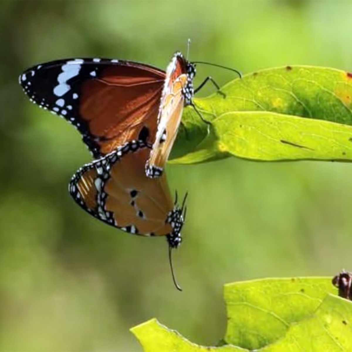 প্রজাপতি পার্ক