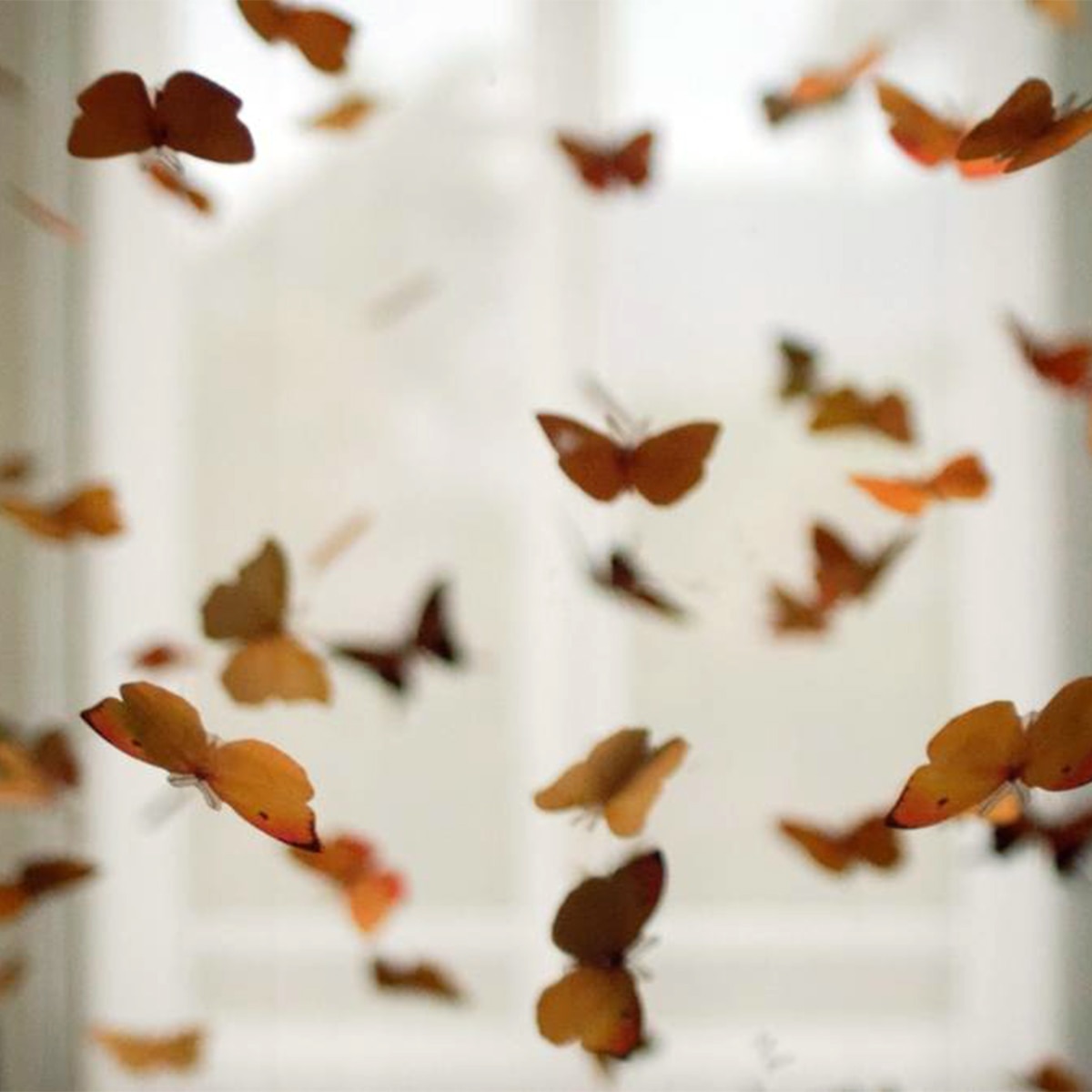 প্রজাপতি পার্ক