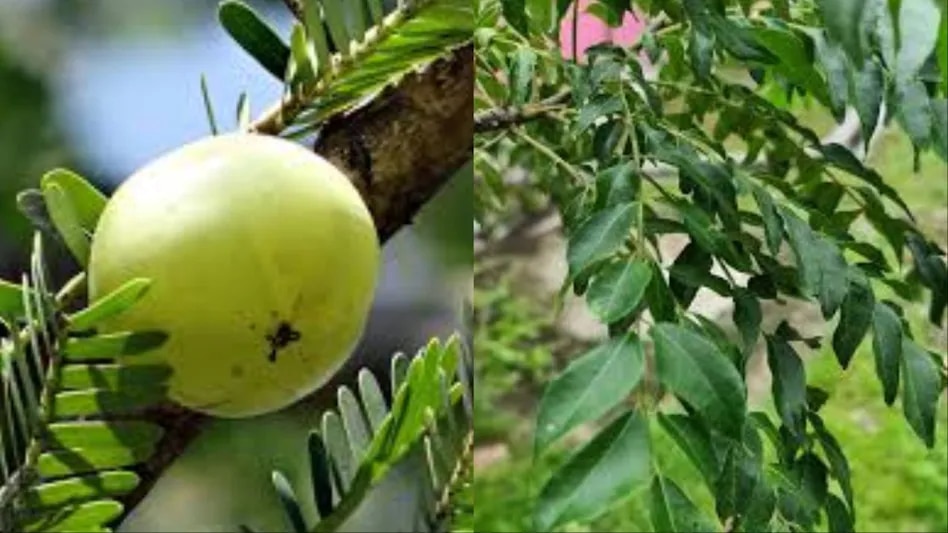 ডায়াবেটিস নিয়ন্ত্রণে সহায়ক