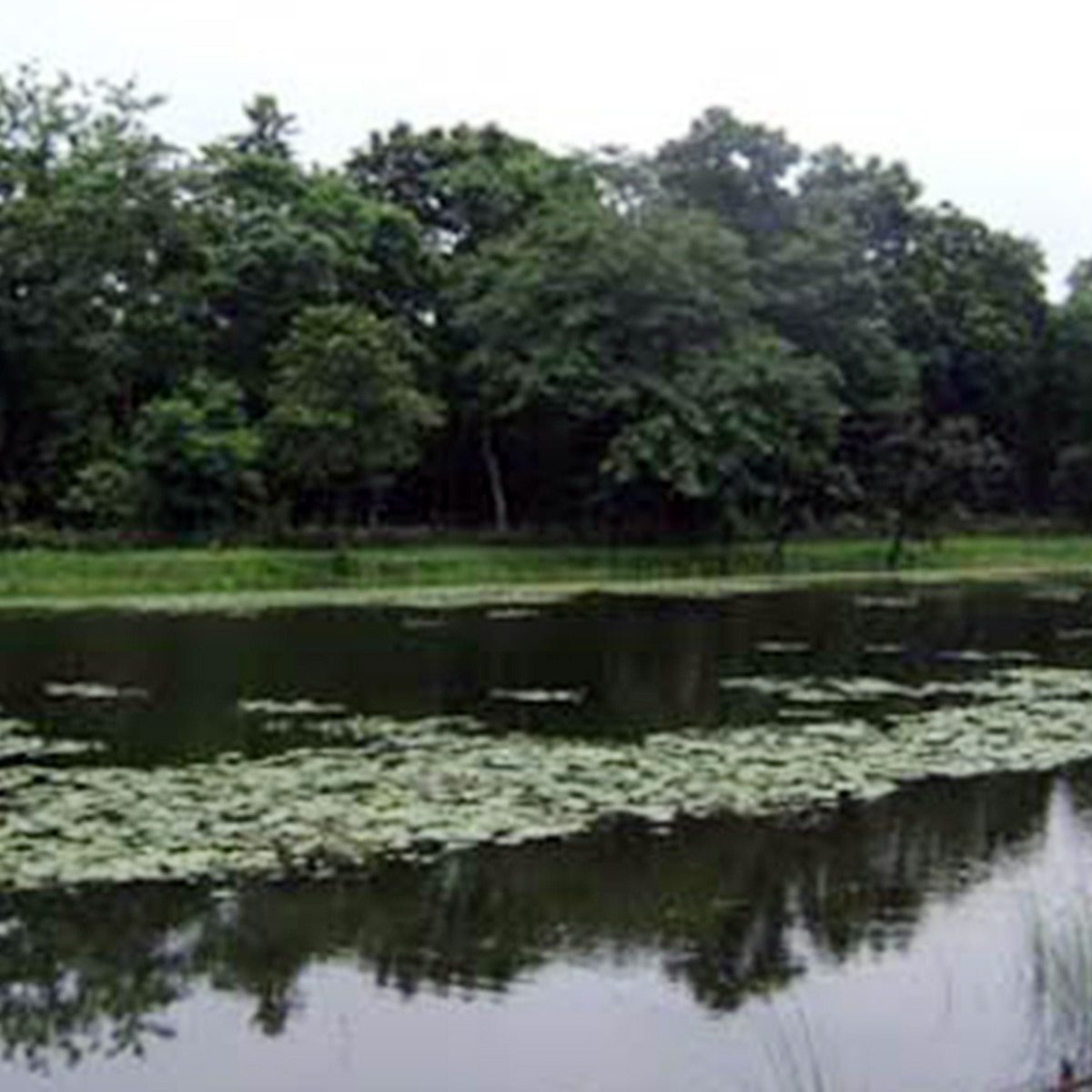 গরুমারা ন্যাশনাল পার্ক, জলপাইগুড়ি গরুমারা ন্যাশনাল পার্ক, জলপাইগুড়ি