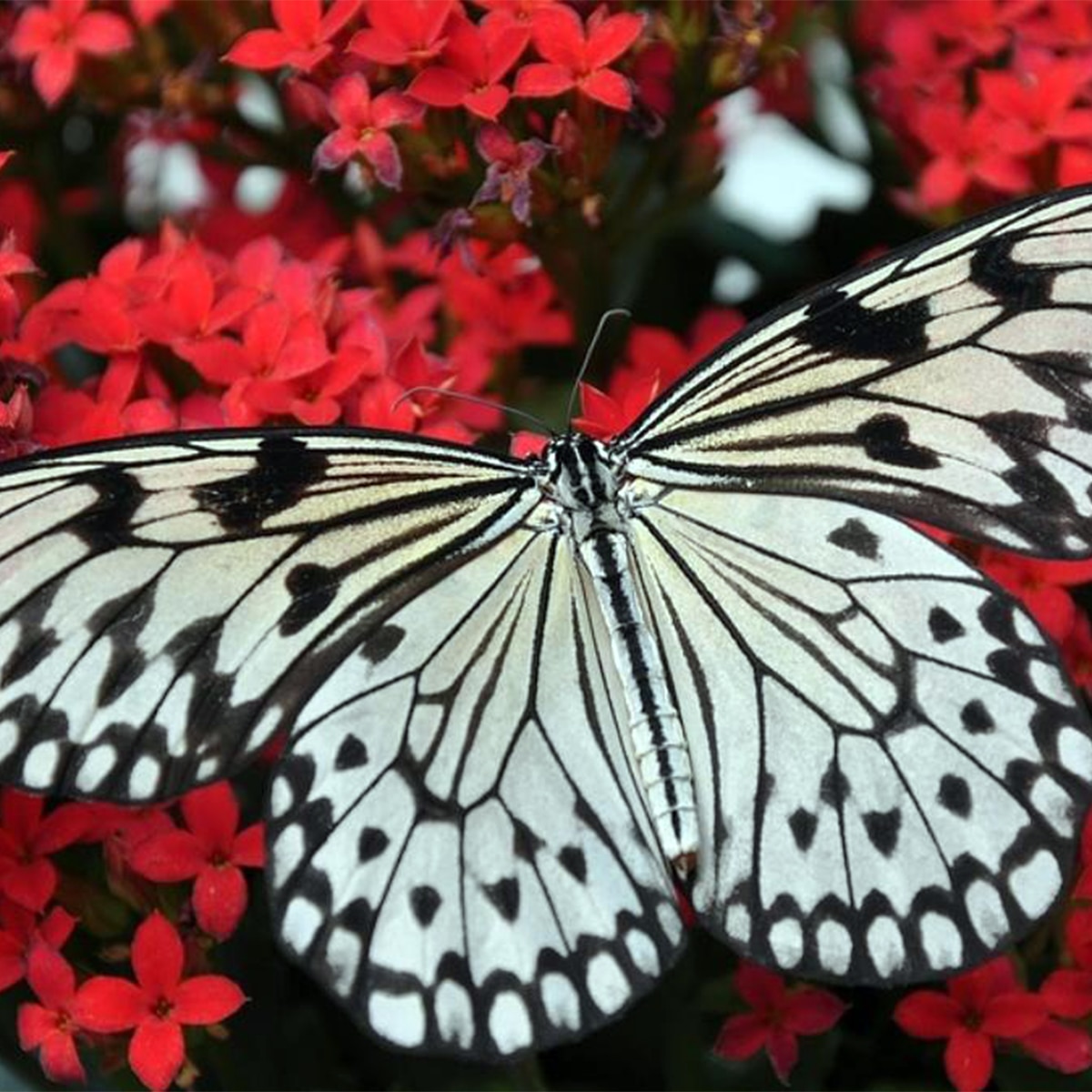 প্রজাপতি পার্ক