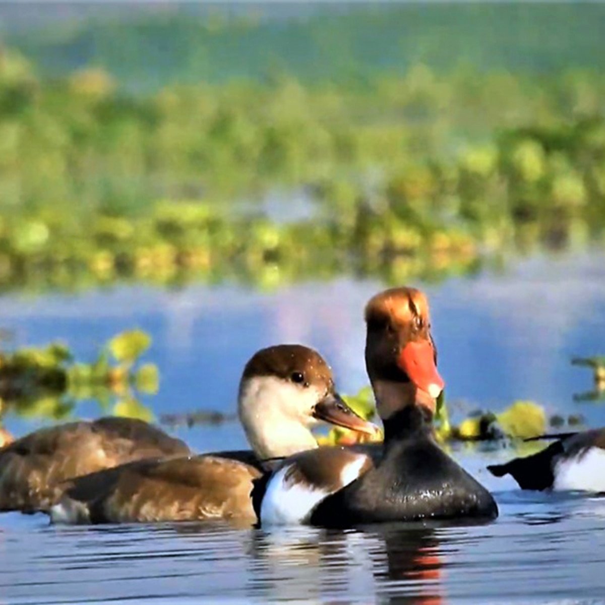 রসিক বিল, কোচবিহার রসিক বিল, কোচবিহার