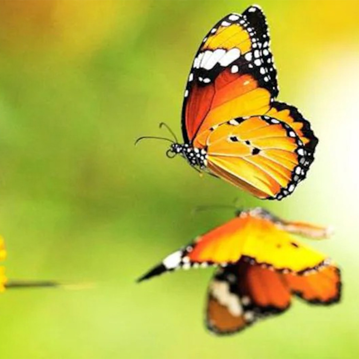 প্রজাপতি পার্ক