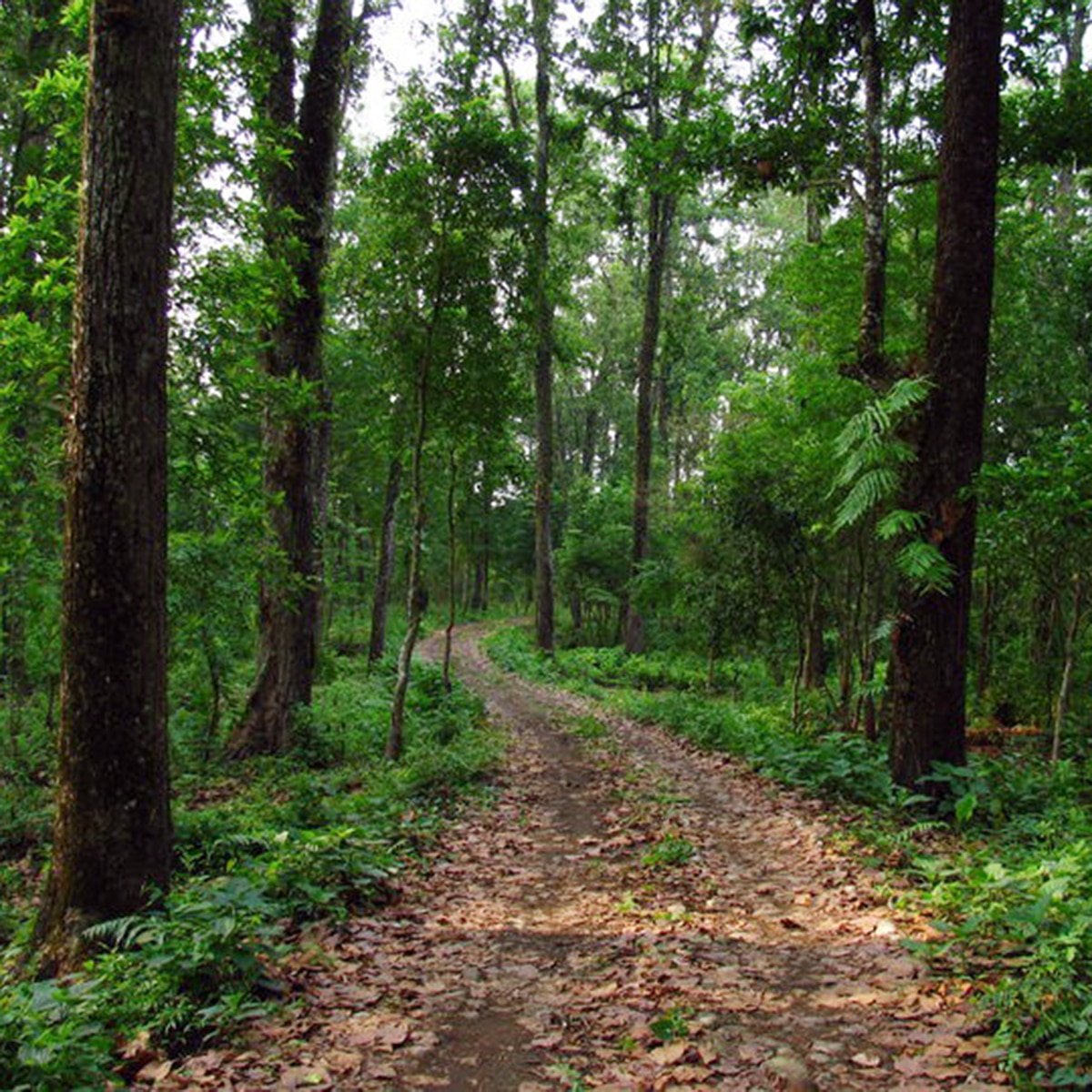 গরুমারা গরুমারা