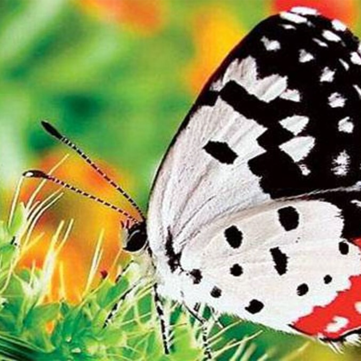 প্রজাপতি পার্ক