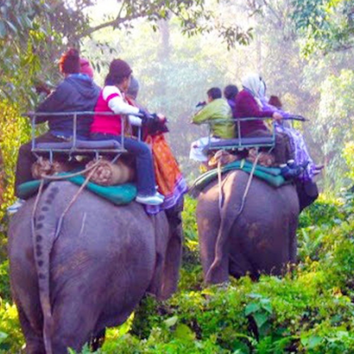 জলদাপাড়া ন্যাশনাল পার্ক, মাদারিহাট জলদাপাড়া ন্যাশনাল পার্ক, মাদারিহাট