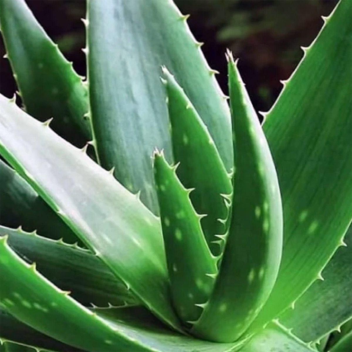 aloe vera gaach aloe vera gaach