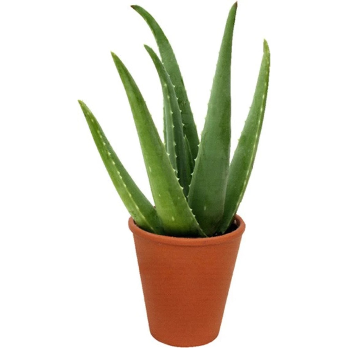 aloevera gel aloevera gel