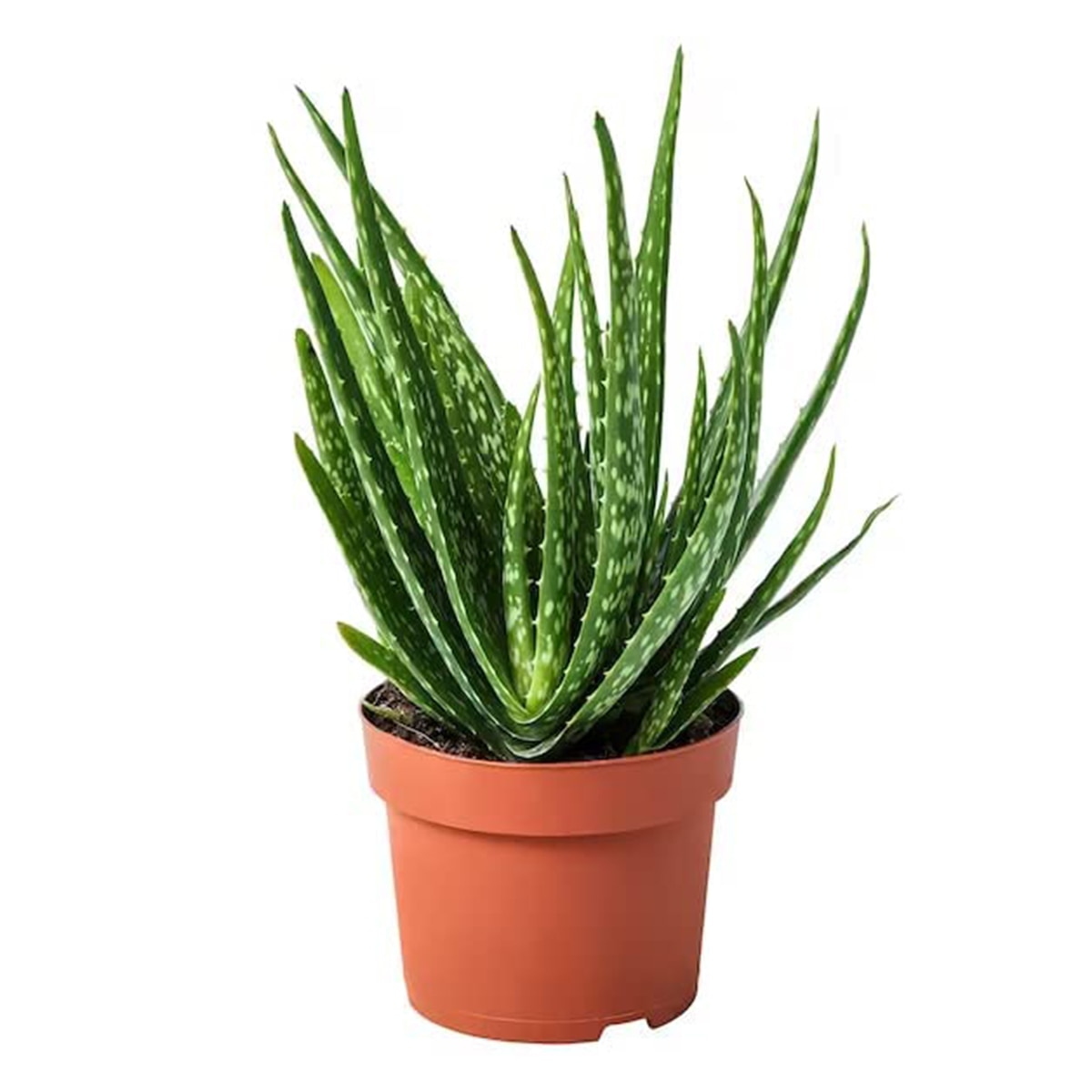 aloevera benefits aloevera benefits