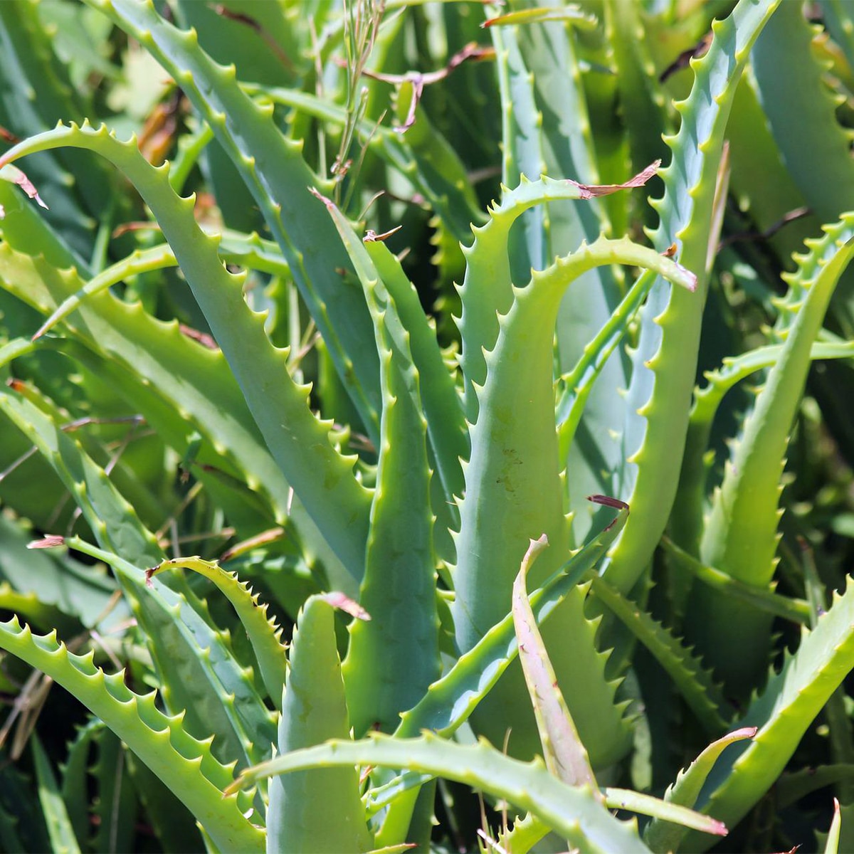 aloevera gardening aloevera gardening