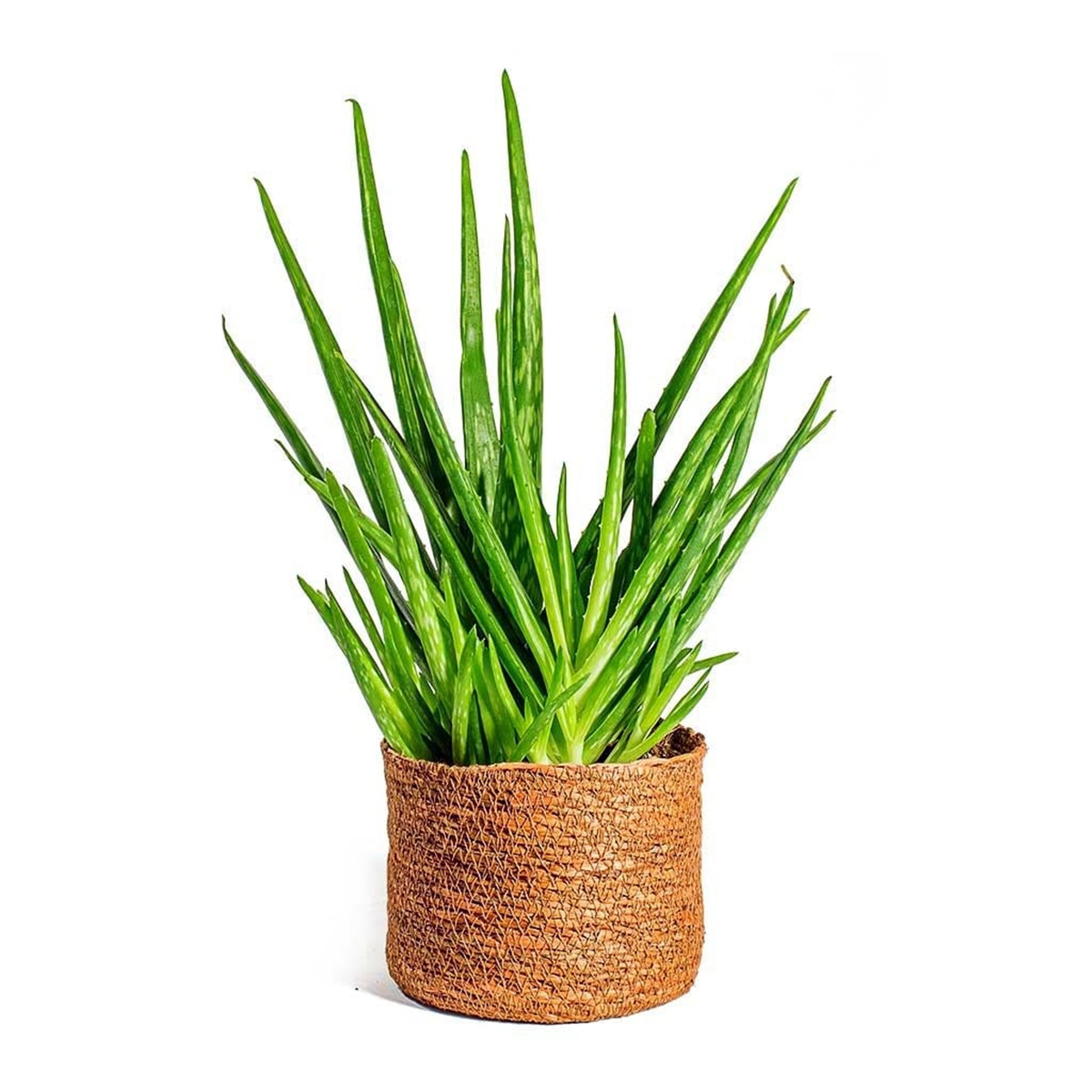 aloevera online aloevera online