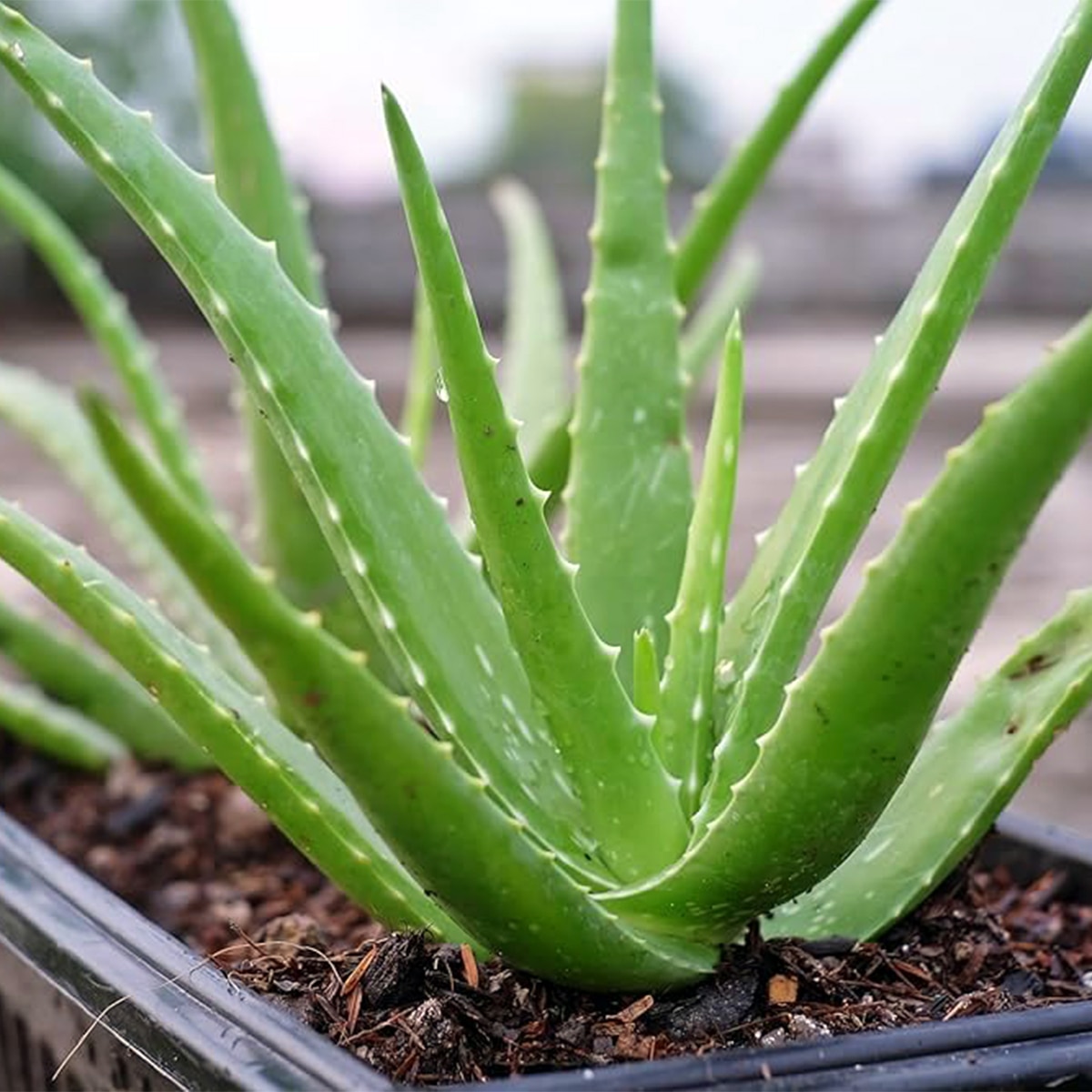 aloevera chaas aloevera chaas