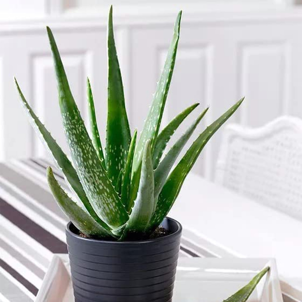 aloevera plant aloevera plant
