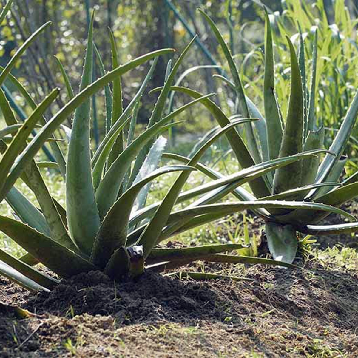 aloe vera gardening aloe vera gardening