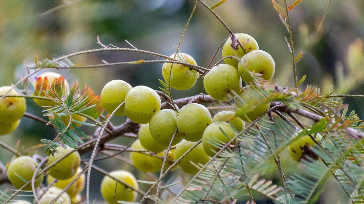 ত্বক ও চুলের উন্নতি করে