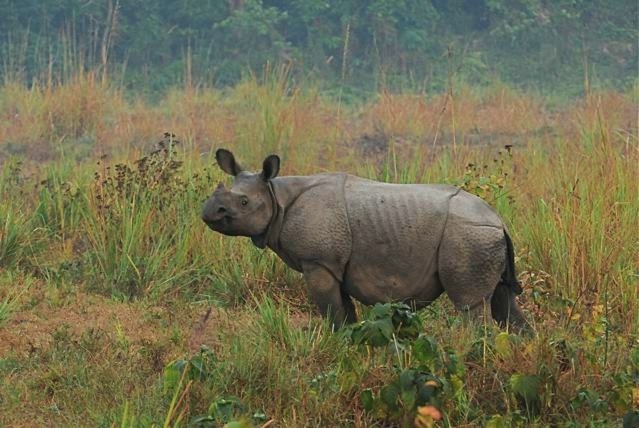 Dooars Forest Bungalow Booking 