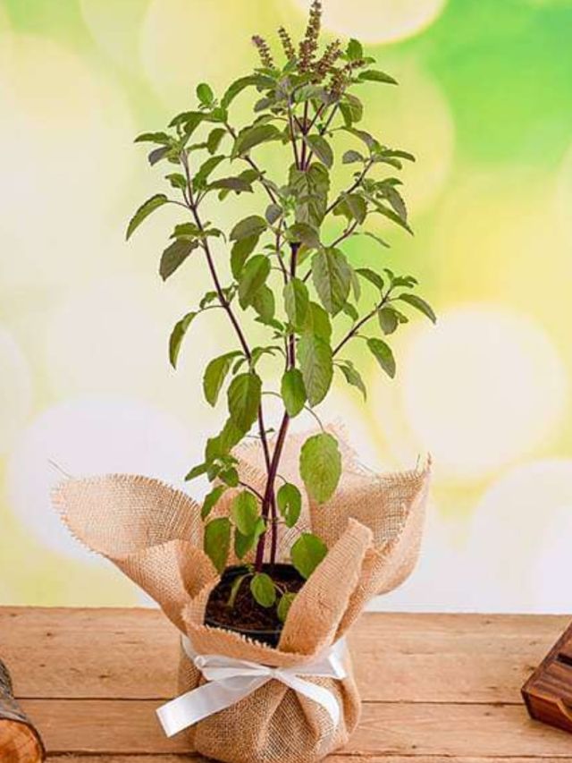 আলমারির