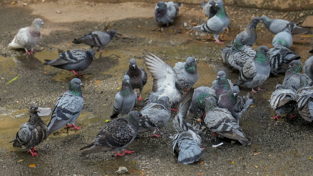 How to Get rid of Pigeons How to Get rid of Pigeons