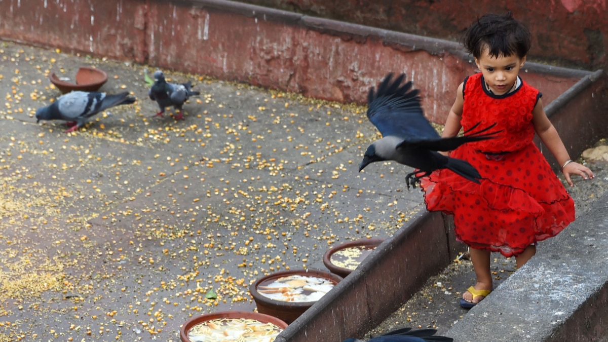 How to Get rid of Pigeons How to Get rid of Pigeons