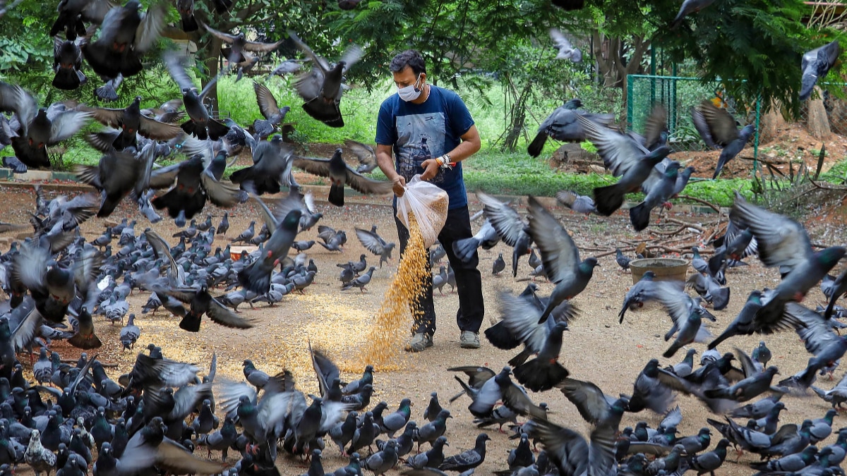 How to Get rid of Pigeons How to Get rid of Pigeons