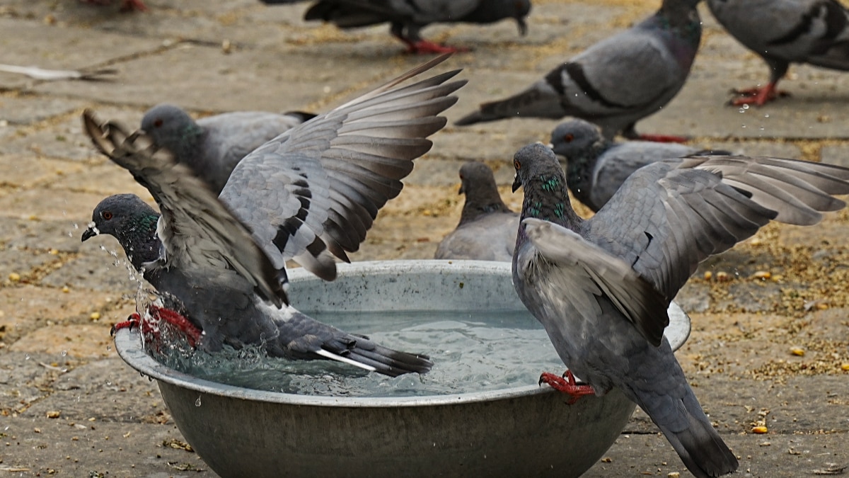 How to Get rid of Pigeons How to Get rid of Pigeons