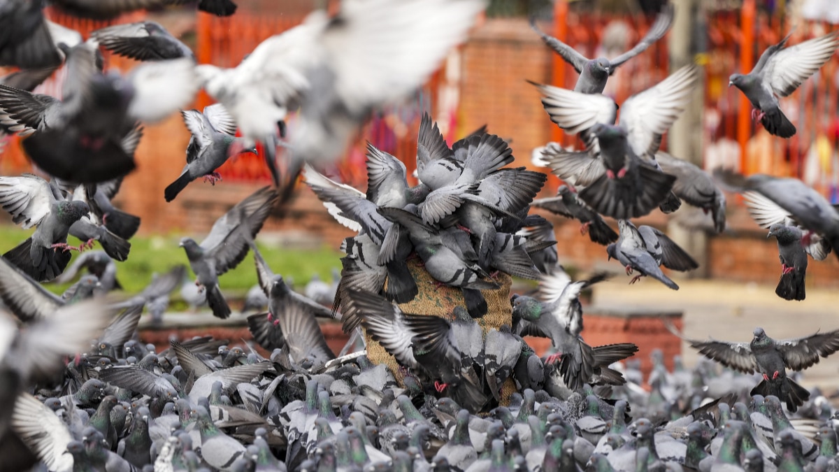 How to Get rid of Pigeons How to Get rid of Pigeons