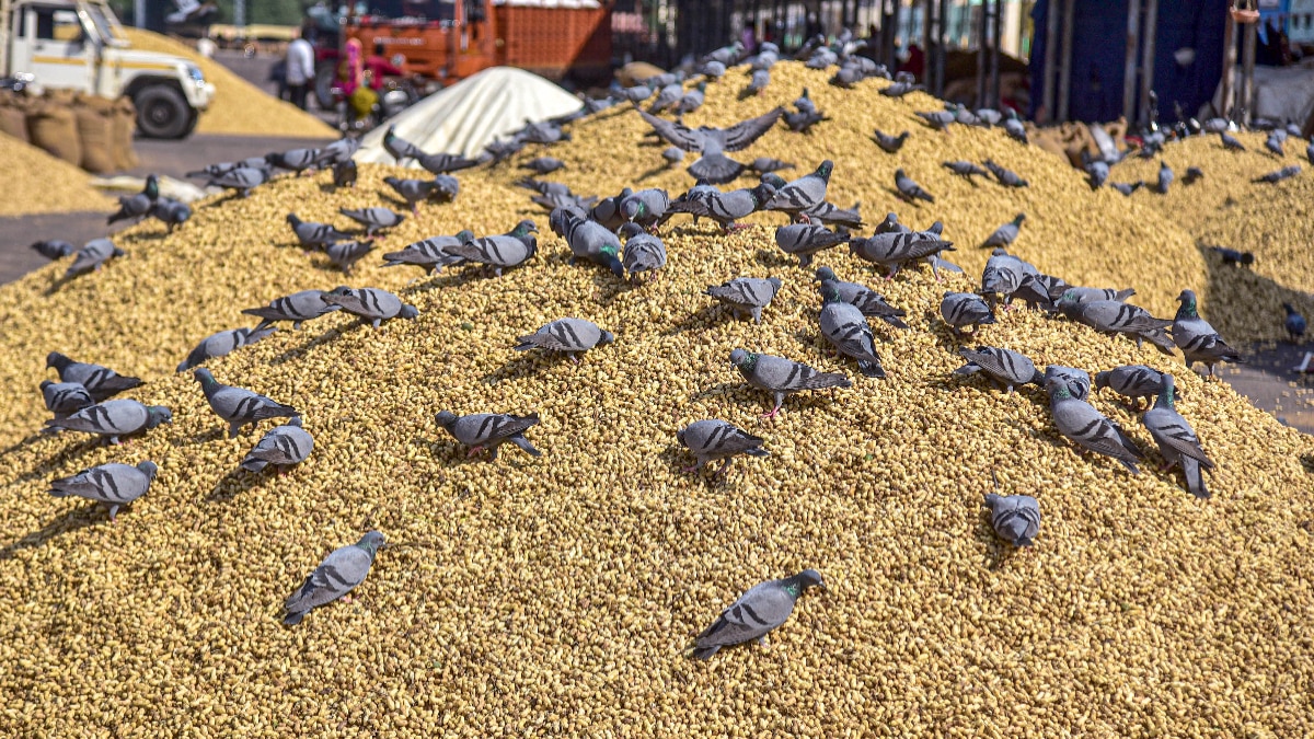 How to Get rid of Pigeons How to Get rid of Pigeons