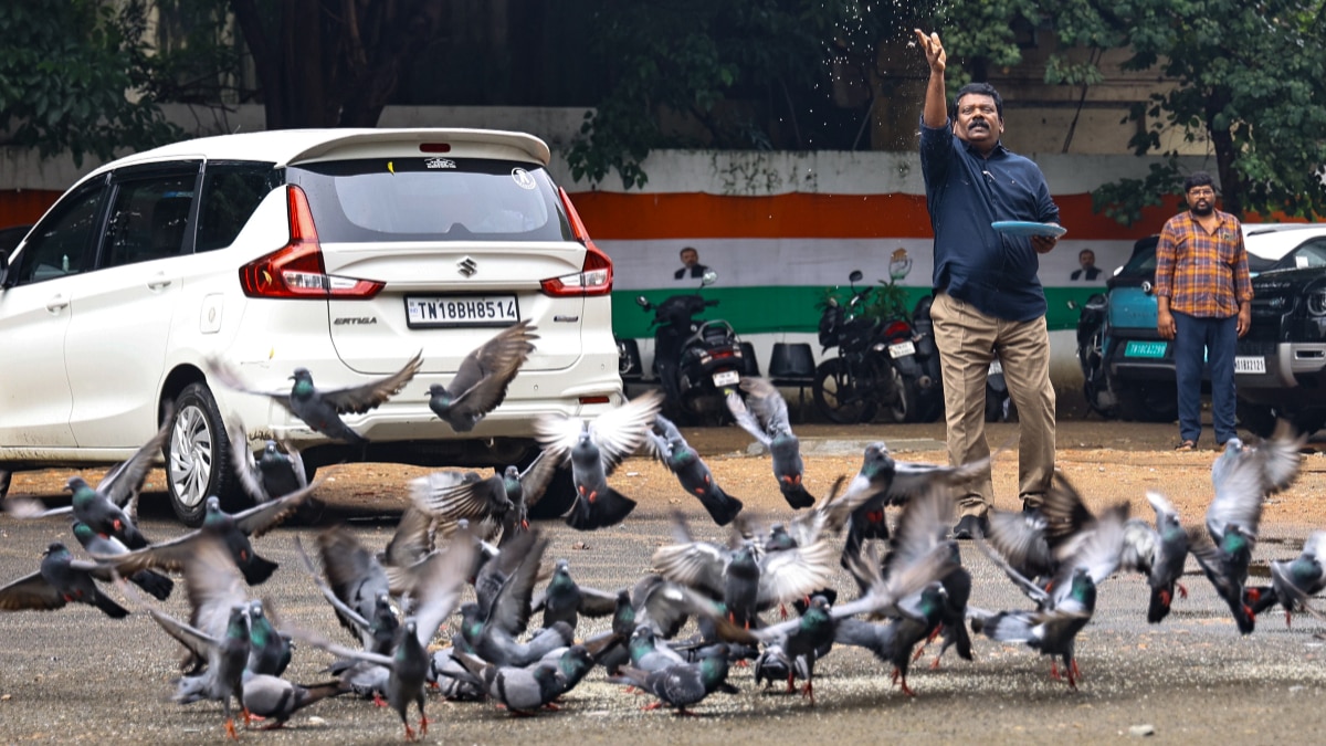 How to Get rid of Pigeons How to Get rid of Pigeons