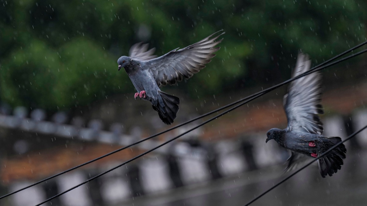 How to Get rid of Pigeons How to Get rid of Pigeons