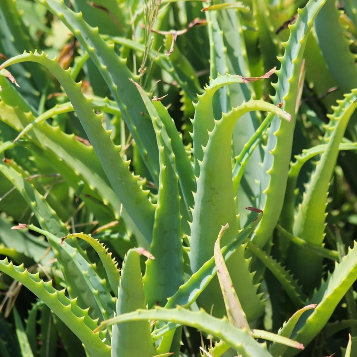 Aloe Vera for Hair Growth Aloe Vera for Hair Growth