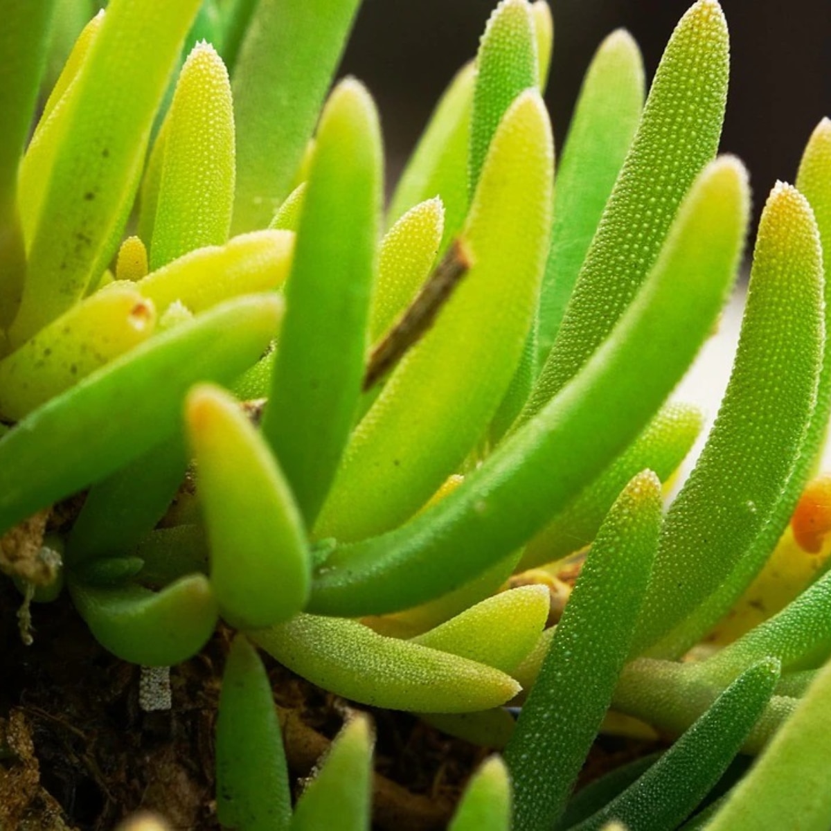 Aloe Vera for Hair Growth Aloe Vera for Hair Growth