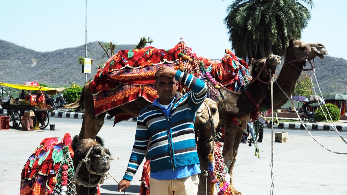 BLO Camel Ride BLO Camel Ride