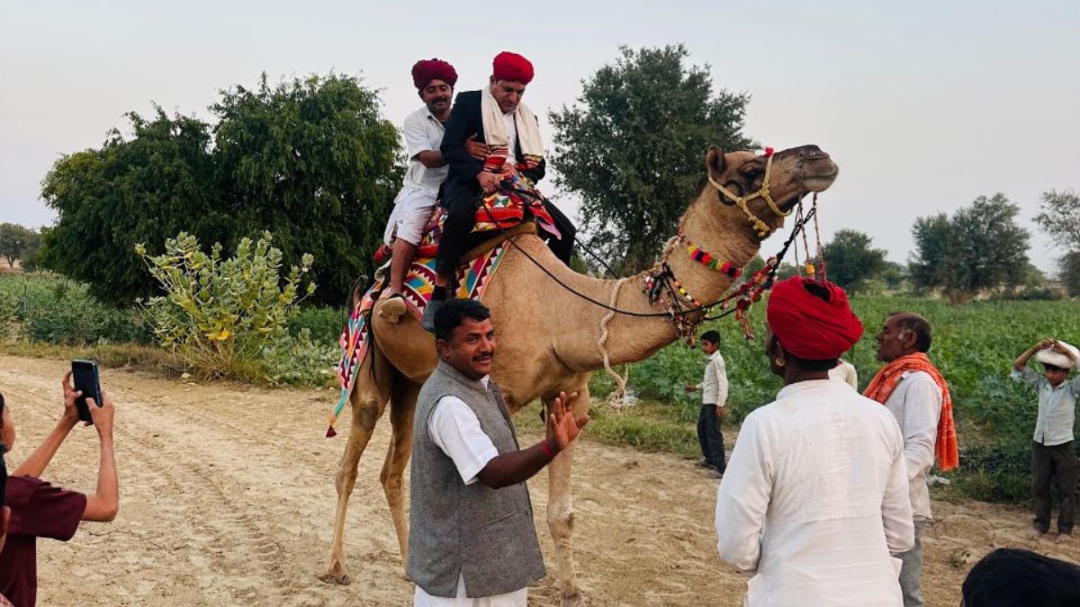 BLO Camel Ride BLO Camel Ride