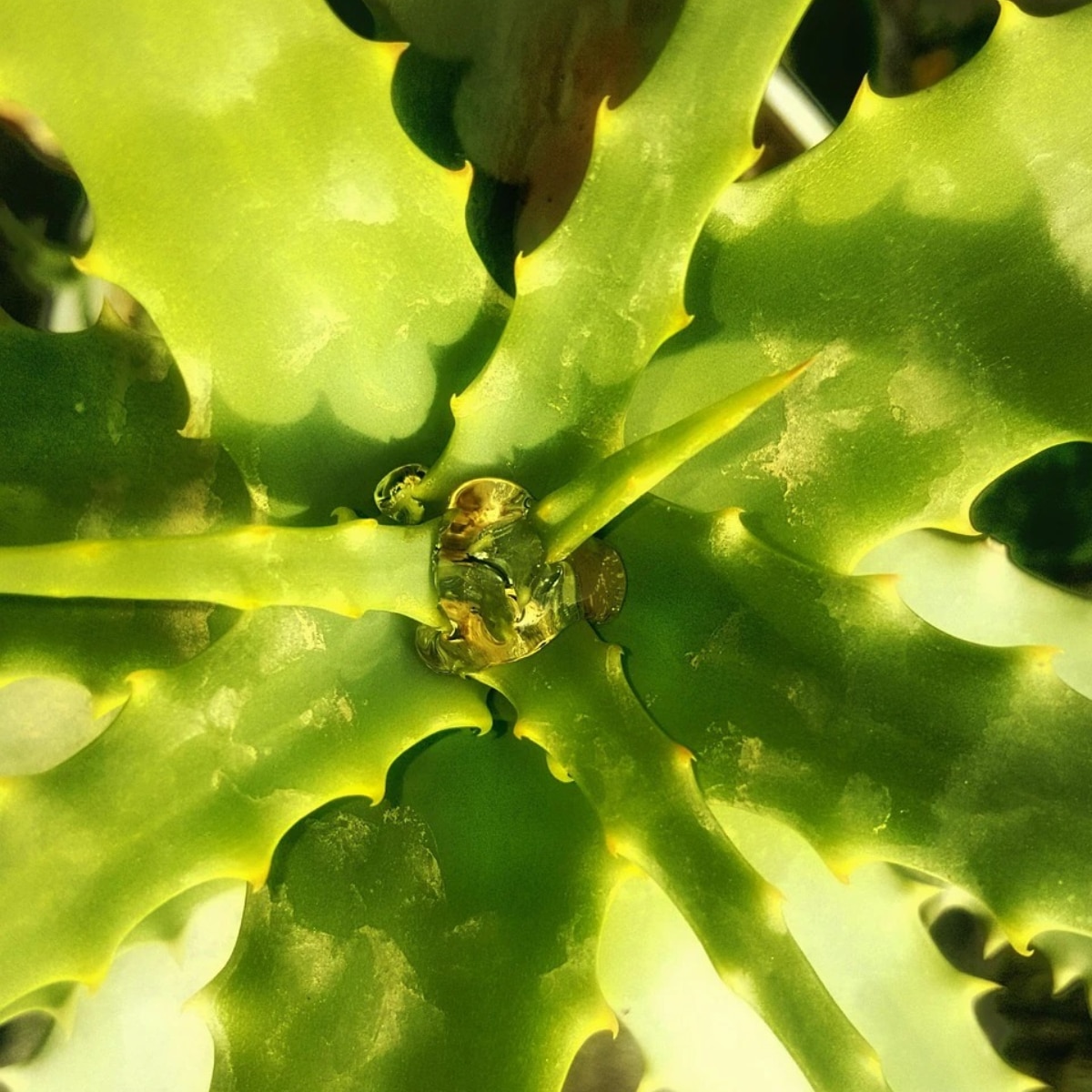 Aloe Vera for Hair Growth Aloe Vera for Hair Growth