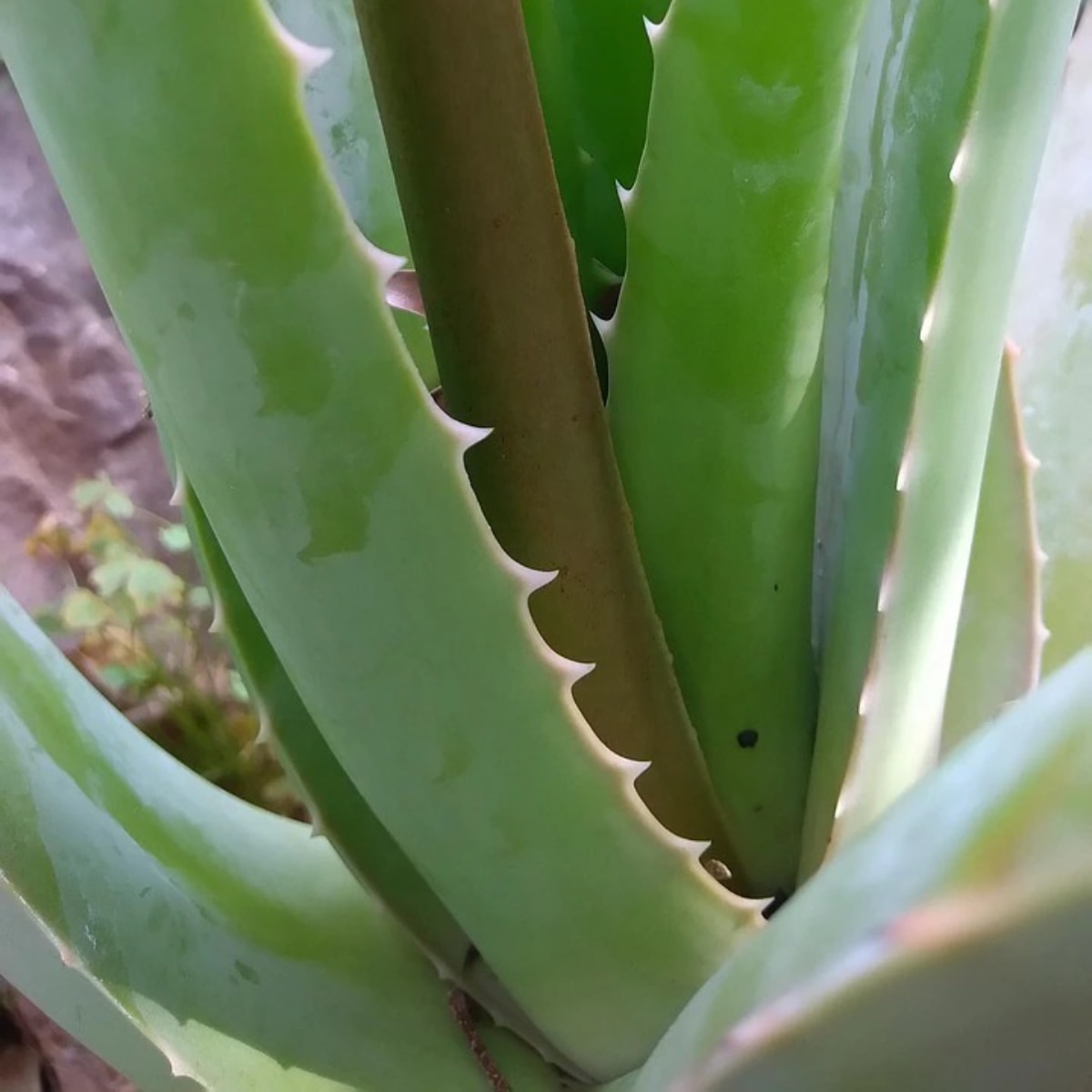 Aloe Vera for Hair Growth Aloe Vera for Hair Growth