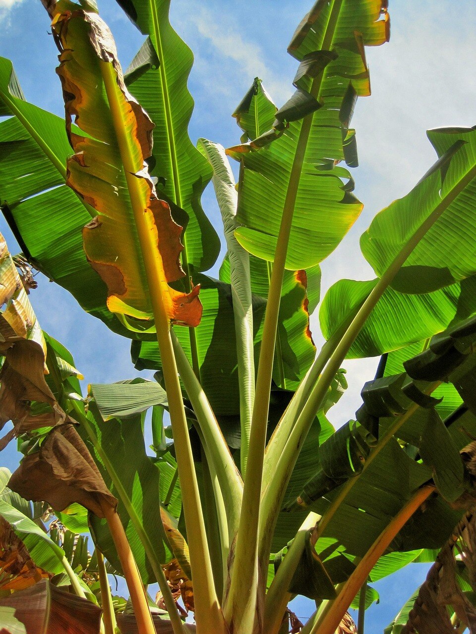 Banana Tree Vastu Direction