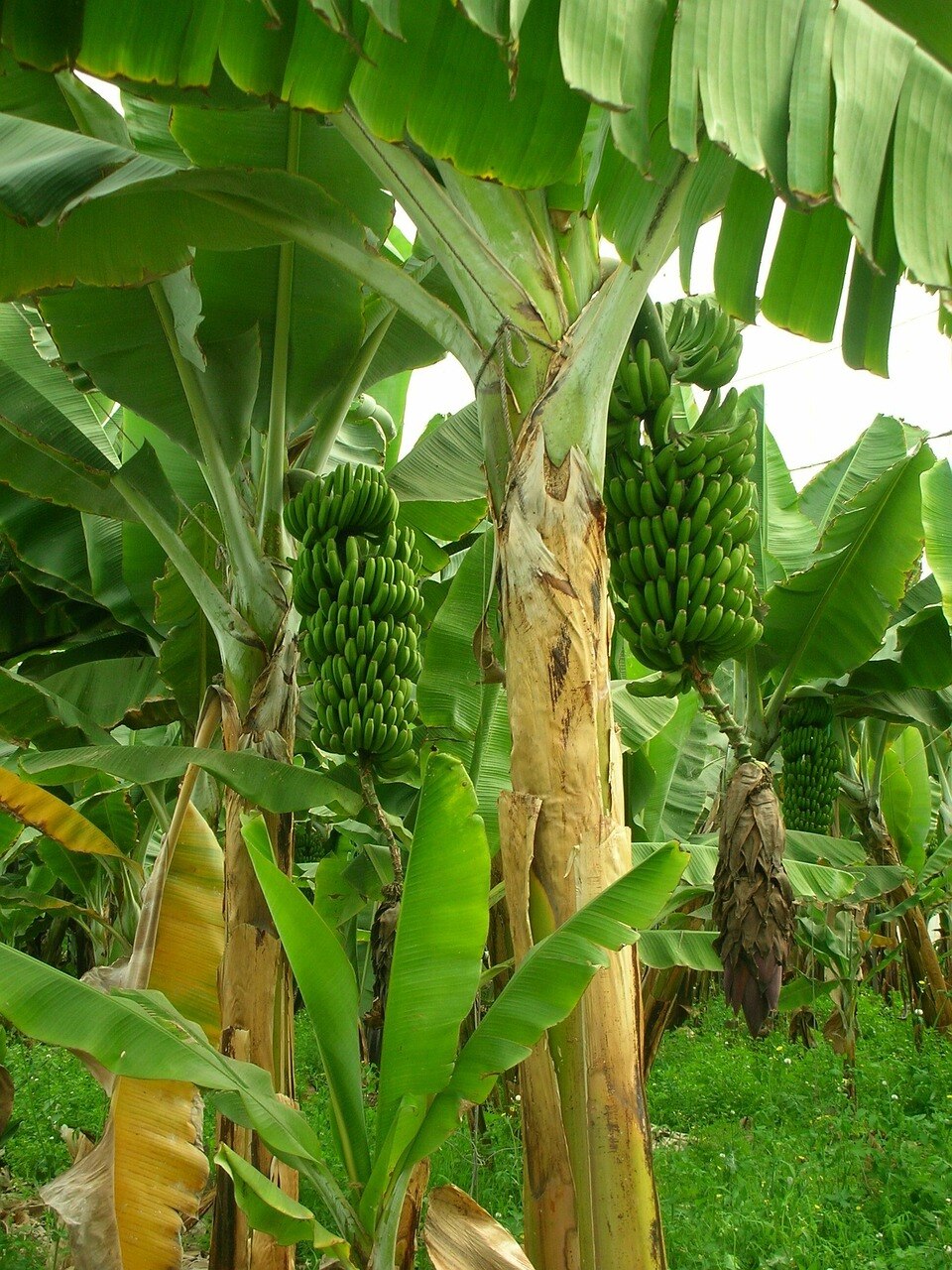 Banana Tree Vastu Direction