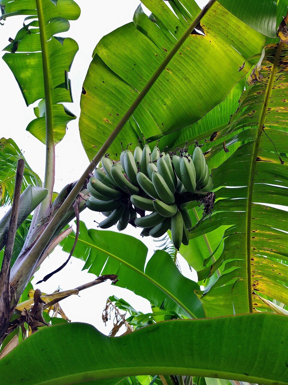 Banana Tree Vastu Direction